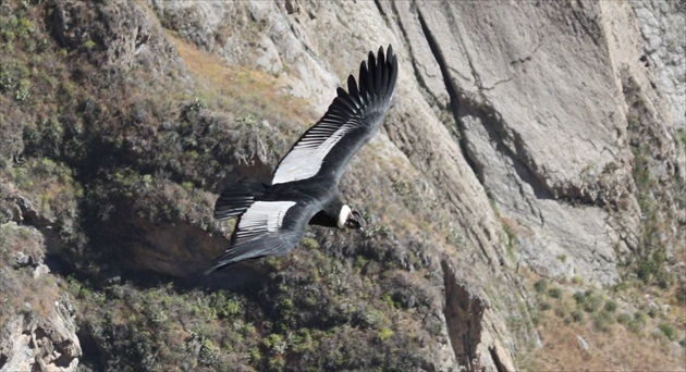 El condor