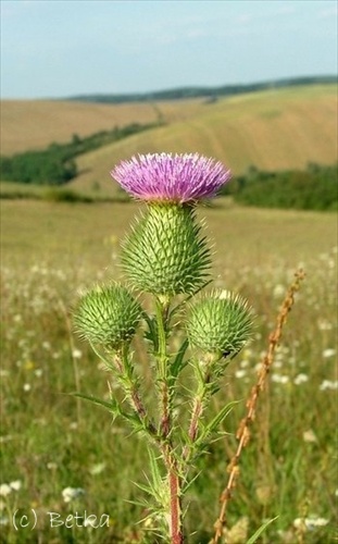 Bodliak kučeravý (Carduus crispus)