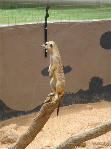 Johannesburg-Lion park