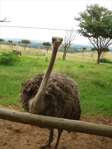 Johannesburg-Lion park