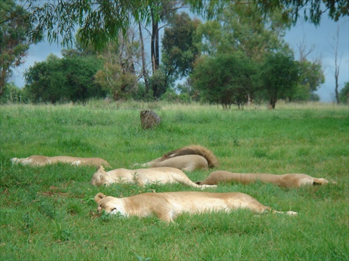 Johannesburg-Lion park