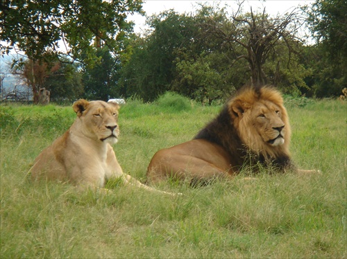 Johannesburg-Lion park