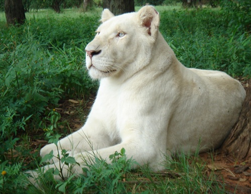 Johannesburg-Lion park