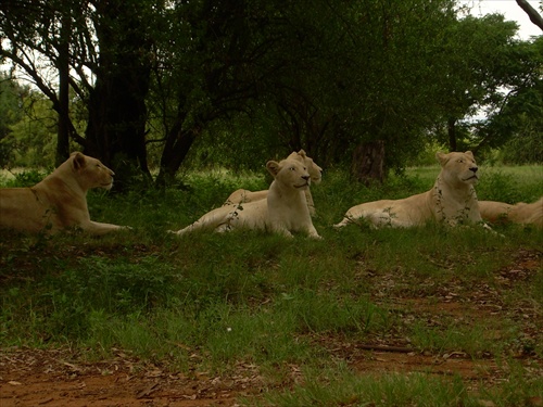 Johannesburg-Lion park