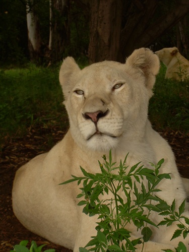 Johannesburg-Lion park