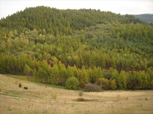 Les pod Spišským hradom