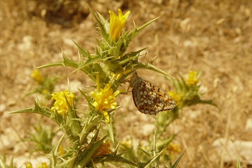 motyl