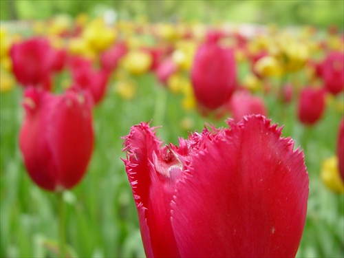 tulips