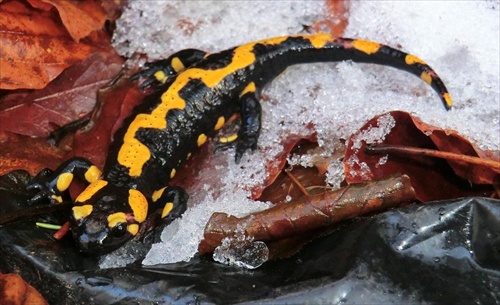 SALAMANDRA ŠKVRNITÁ