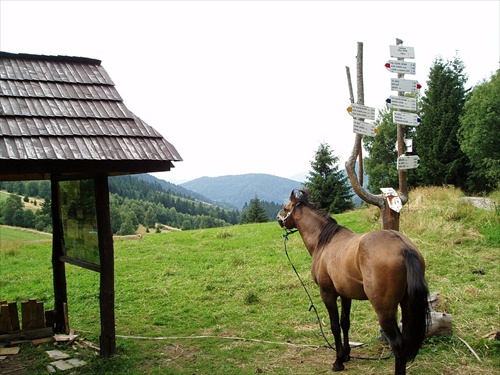 Pohľad koňa