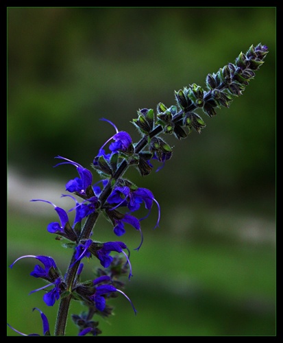 Salvia pratense