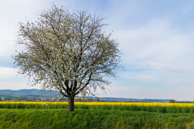 Kvitnuci strom