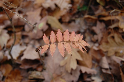 posledni listek