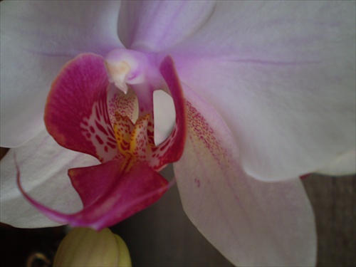 orchidea