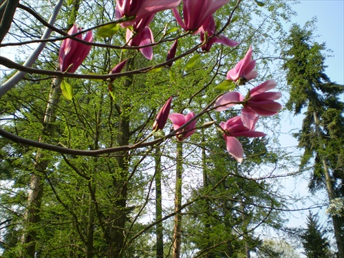 magnolia