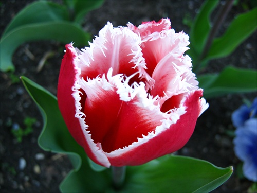 tulipánik