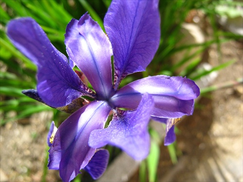 iris