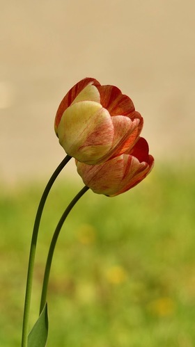 Tulipán