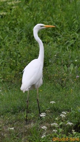 Beluša veľká.