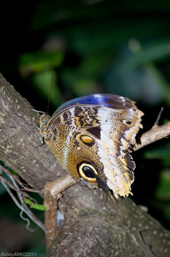 MOTYL