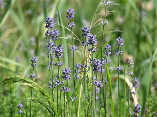 levandula