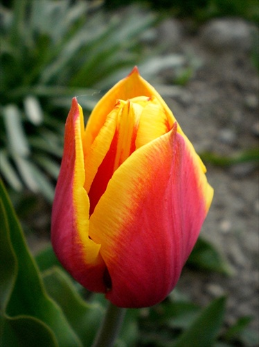 Tulipán