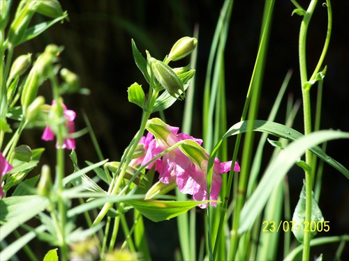 Mimulus lewisii