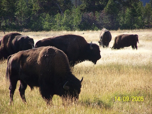 Bison americanus