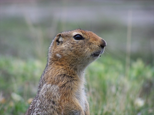 spermophilus parryi- Syseľ neviem aký