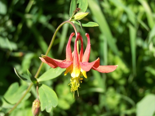 Aquilegia formosa