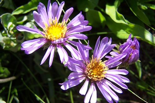 Aster alpigenus