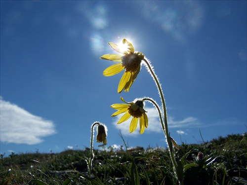 Arnica alpina