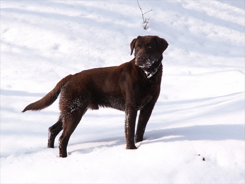 Labrador