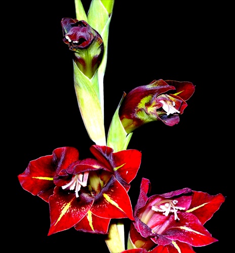 Gladiolus 2