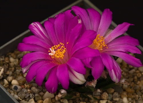 Ariocarpus agavoides