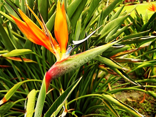 Strelitzia