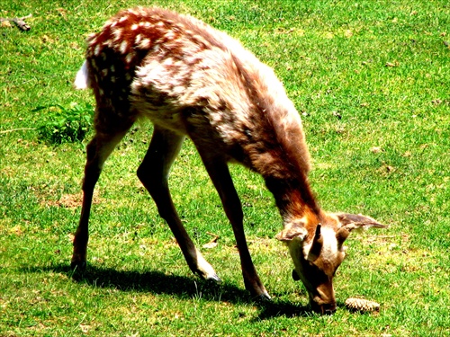 ZOO bojnice