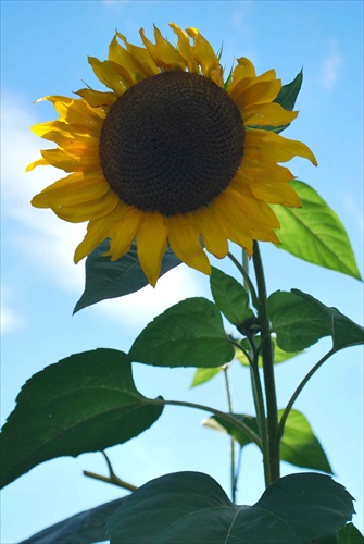 sunflower