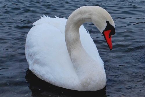 swan