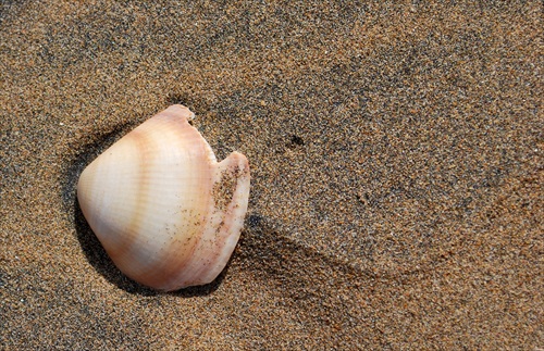 shell