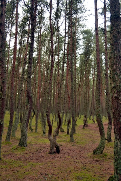 Tancujúci les