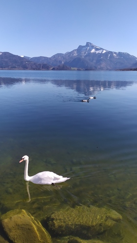 Labuť na Mondsee