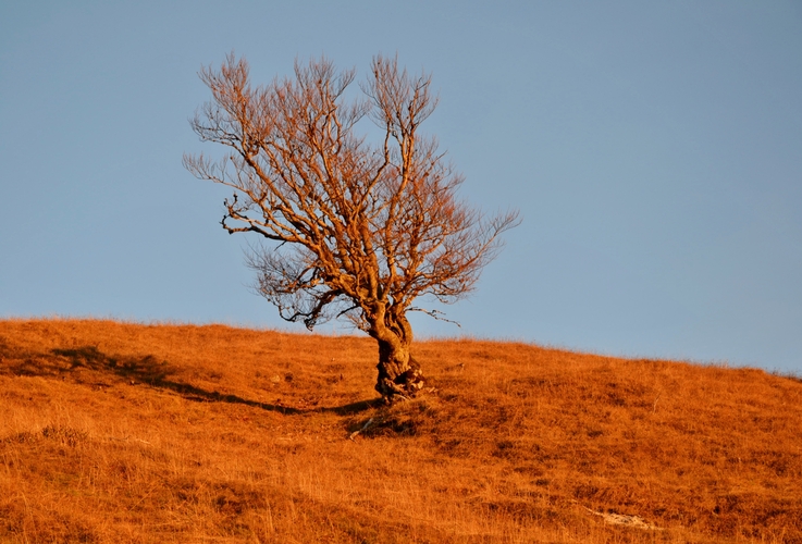 Solitér