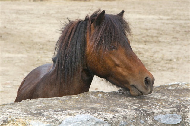 smutný poník