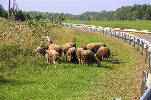 bratislavské (čuňovské) ovečky