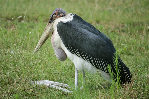 Marabu