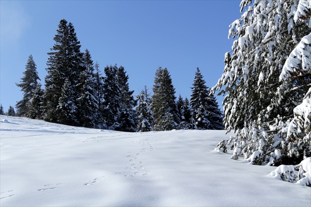 Brezovica - Orava XIII.