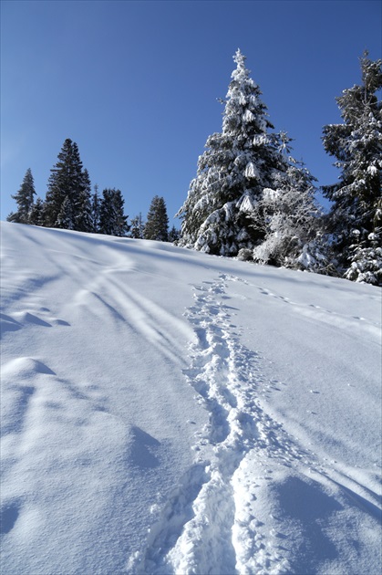 Brezovica - Orava XV.