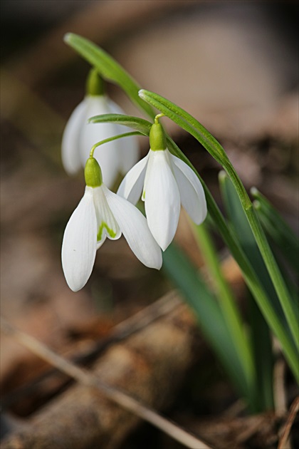 Poslovia jari II.