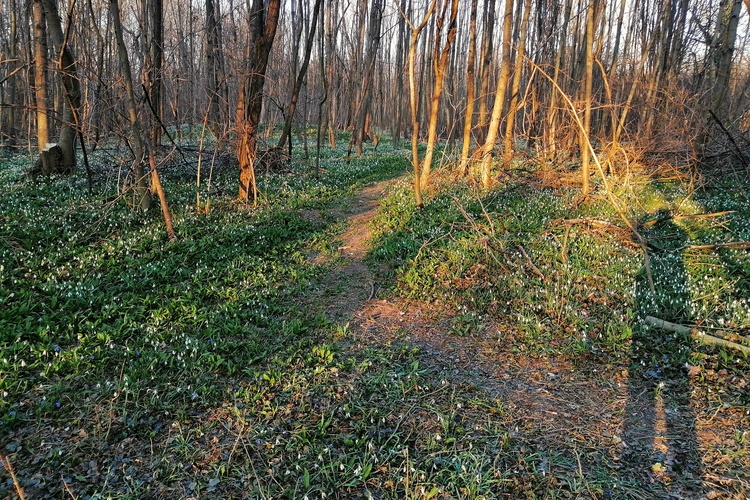 Snežienkové more I.